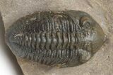 Pseudocryphaeus (Cryphina) Trilobite - Orange Eyes #230470-2